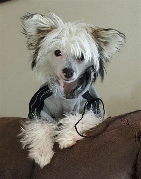 Mejores 619 Imágenes De Chinese Crested Powder Puff Dogs En Pinterest