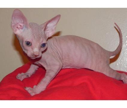 The sphynx cat is a unique cat breed that can make an excellent pet. Sphynx Cats For Sale | Louisville, KY #128844 | Petzlover