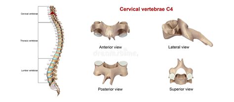 Ejemplo Del Vector De Las Vértebras Cervicales Esquema Con El Cráneo Y