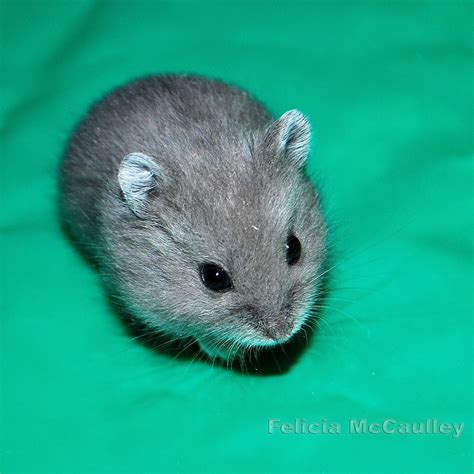 Philadelphia Hamster Campbells Dwarf Hamsters Available Now