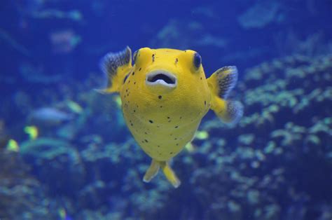 Pez Globo ️ Características Distribución TamaÑo 🐟