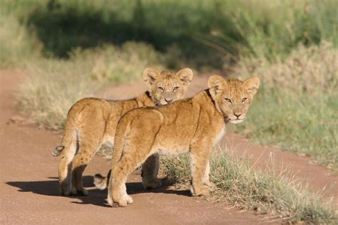Lion Cubs Stay With Their Mothers For As Long As Two Years During That