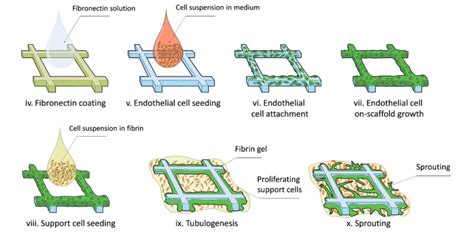 Sprouting Blood Vessels Advanced Science News