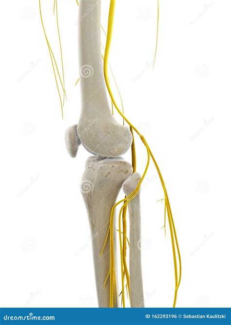 The Nerves Of The Knee Stock Illustration Illustration Of Sciatic