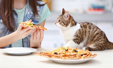 Can Cats Eat Bread Official Golden Retriever