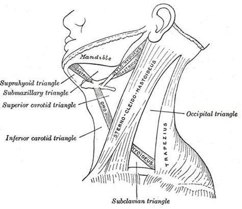 Diagram Of The Neck And Upper Limb Muscles