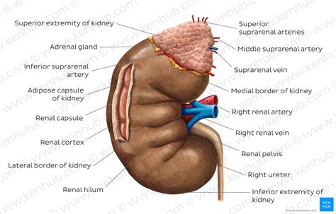 Diagram Pictures Overview Of The Kidney Anatomy Kenhub