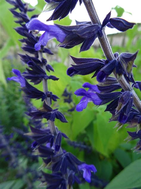 Blue alerts have been active in the state of texas since governor rick perry signed and executive order in 2008 to speed up the apprehension of criminals who seriously injure or kill law enforcement officers. Salvia 'Blue Abyss' - Victorian Salvia Study Group