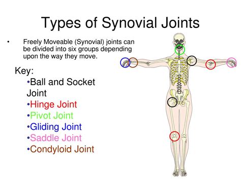 Synovial Joints 6 Types
