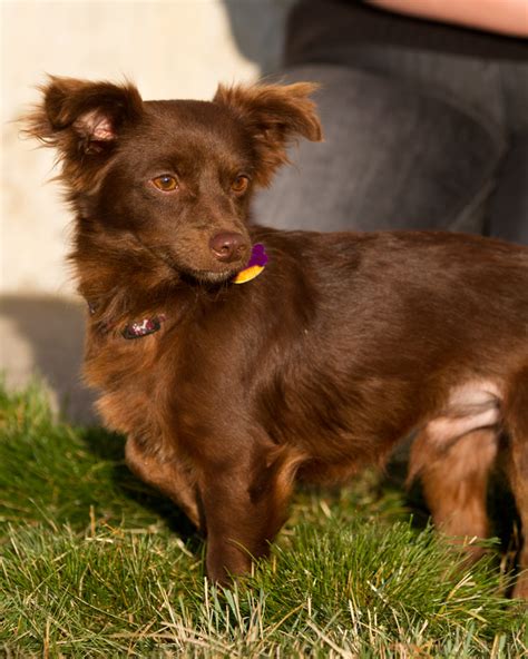 Papillon Dachshund Mix