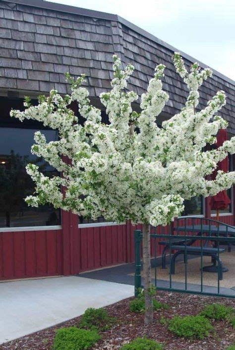 9 Dwarf Trees For Landscaping Ideas Dwarf Trees Dwarf Trees For