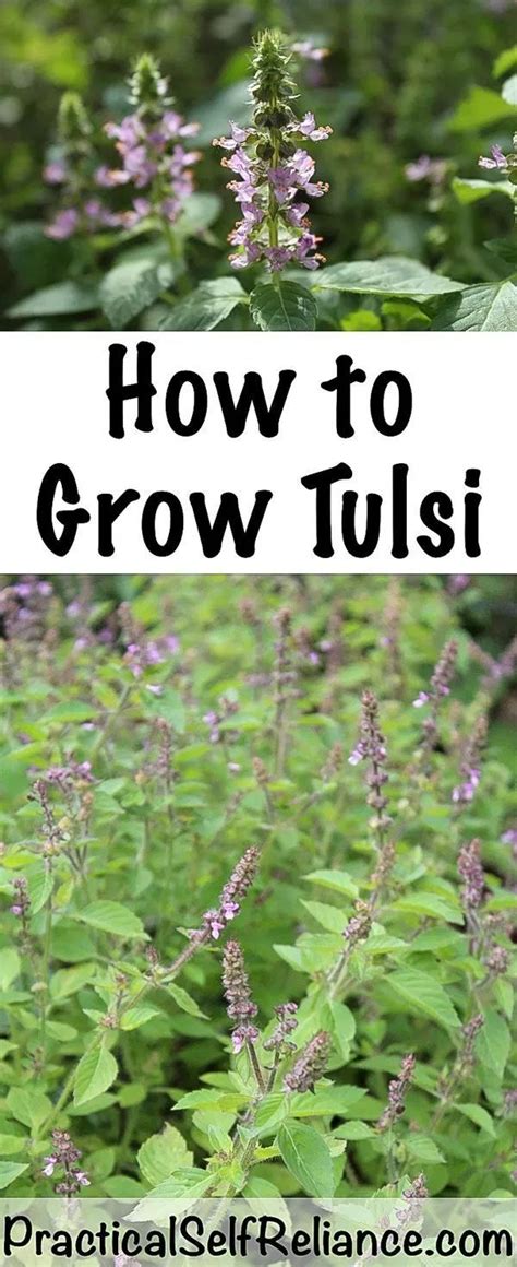 How To Grow Tulsi Indoors Or Outside Growing Herbs In Pots Growing