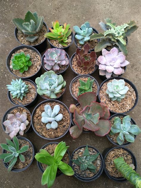 Cactus plants can get prickly when repotting them. Jual paket tanaman hias kaktus scullent 20 pot di lapak ...