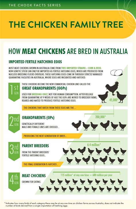How Meat Chickens Are Bred In Australia In 2020 Poultry Farm Design