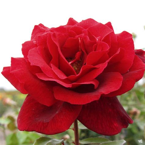 Rose Mister Lincoln — Green Acres Nursery And Supply