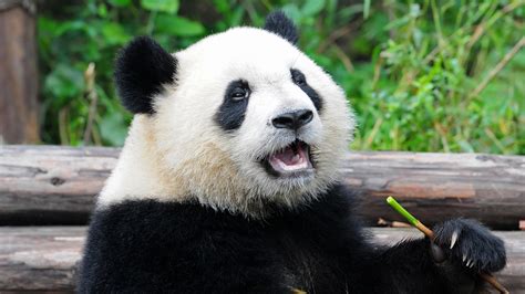 Pandas Unveiling The Truth Behind The Cute And Cuddly Bears