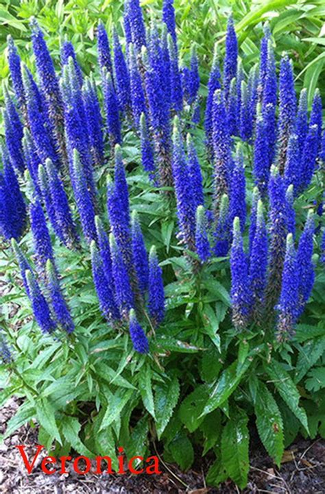 We did not find results for: 10 Best Perennial flowering plants for your Backyard ...