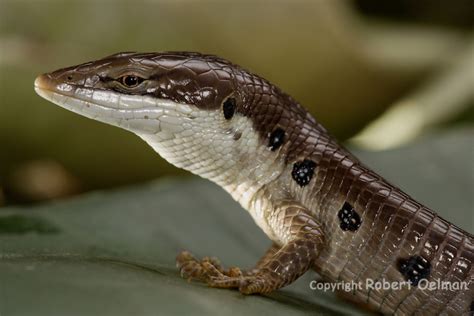 Regular Lizard Snake