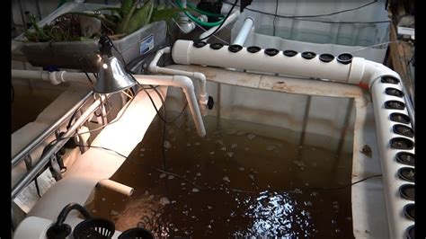 Tilapia Update With New Indoor Aquaponic Grow System Youtube