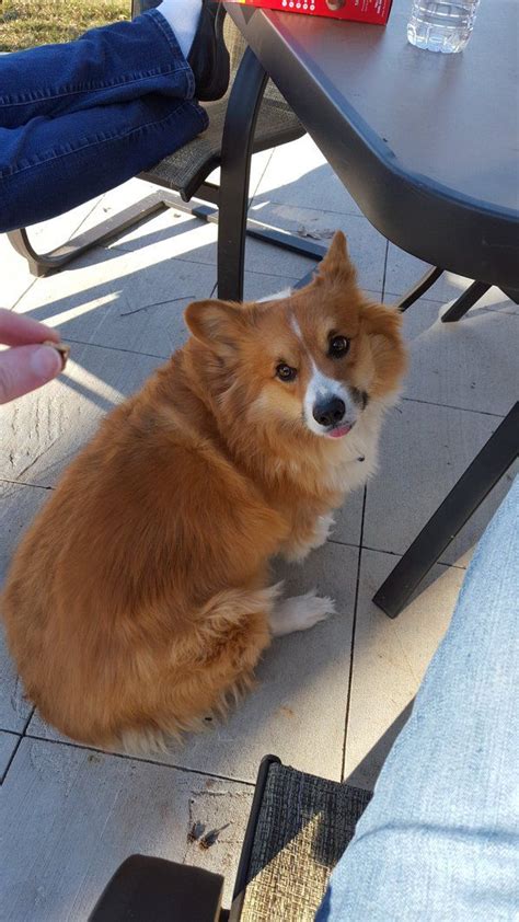 Look at pictures of corgi puppies who need a home. This is Porkchop, my three-year-old long-haired corgi ...