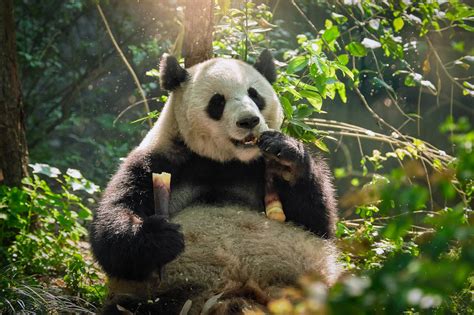 Giant Pandas Distinctive Black And White Pattern Provides Effective