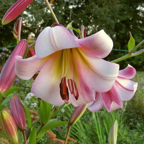 Lily Lilium Beijing Moon In The Lilies Database