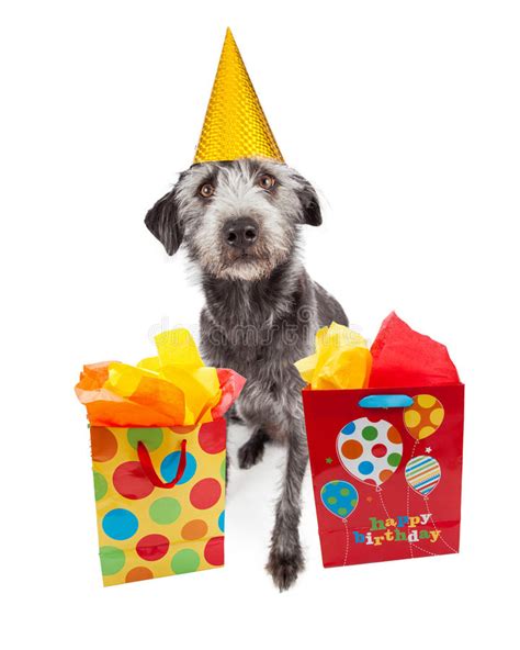 Dog Wearing Party Hat With Birthday Ts Stock Photo