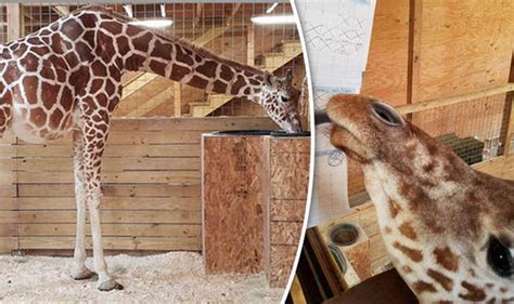 April The Giraffe In Labour Watch Pregnant Giraffe Finally Give Birth