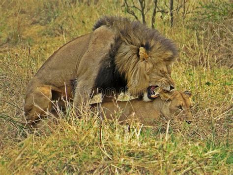 Leões Acasalando Na Natureza Foto De Stock Imagem De Pares Rosnar