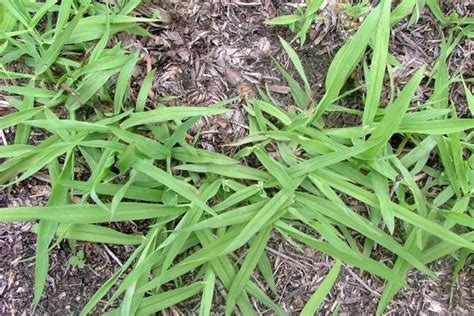 Warm season grass types thrive in hot weather conditions typically found in the southern states of the us. paspalum | Weed Identification - Brisbane City Council