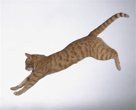 World Jump Day 22 Amazing Cats In Flight Pictures Cattime