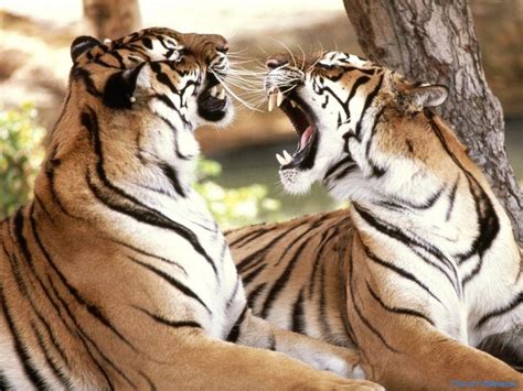 Wild Life Tigers Playing Each