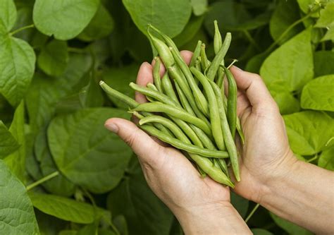 Growing Green Beans Indoors