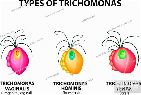Types Trichomonads Intestinal Oral Vaginal Trichomonas Structure Stock Vector Vector And