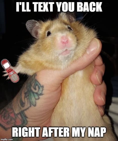 Image Tagged In Hamster With Cell Phone Imgflip