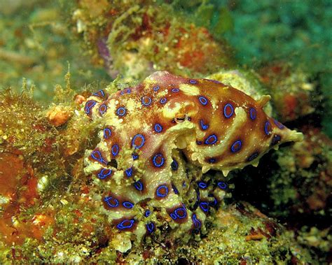 Blue Ringed Octopus Fun Facts You Need To Know