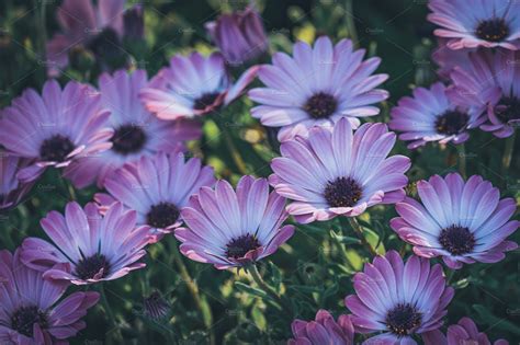 Flowers Of Purple African Daisy Ix Featuring Color Botanic And