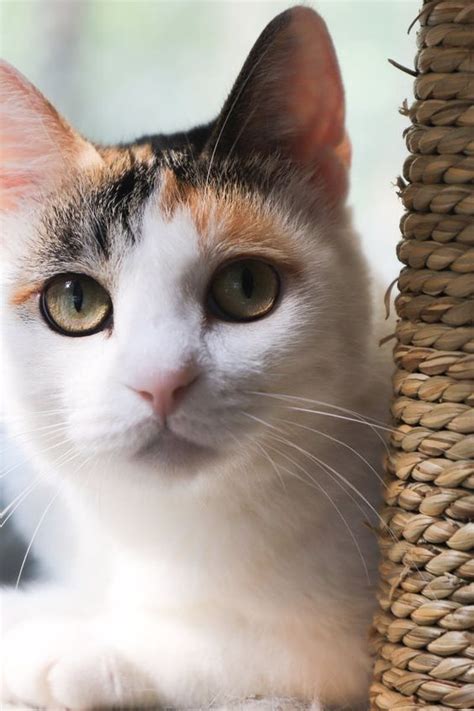 Calico Cat Detail Amazing Pictures And Interesting Facts That Will