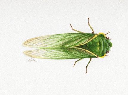 Heidi Willis Insects Cicada Web Wildlife Artists Wildlife Painting