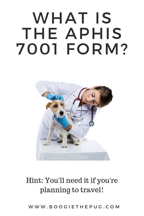 Aphis form 7001) issued by your. What is the APHIS 7001 form? | Cat travel, Pet travel ...
