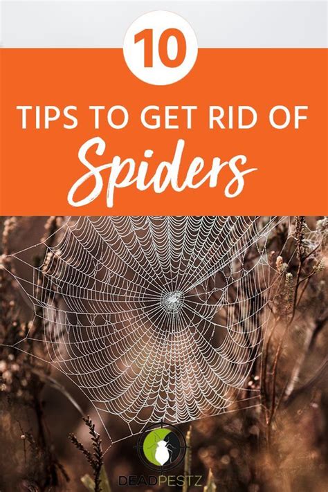 How To Get Rid Of Spiders In Your House Basement Or Garage Get Rid