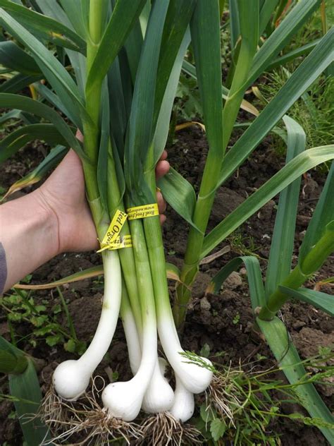 Green Garlic Recipes From Nashs Organic Produce