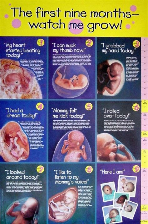 Pregnancy week by week in malayalam. Fetal Development | Pro Life | Pinterest | Mothers ...