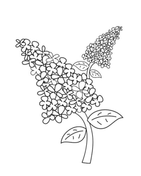 Amplification costumes to block desene cu liliac de colorat, imagini și planșe de colorat cu flori de liliac . Desene In Creion Cu Flori De Liliac