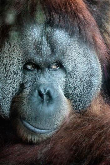 Orangutans National Geographic Orangutan Primates Animals