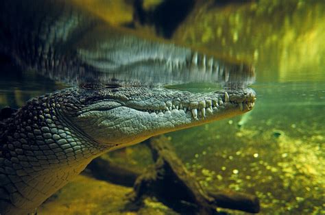 Submerged Crocodile Sydney Aquarium License Image 70035592