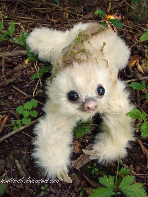 50 Best Koalas And Sloths Images In 2020 Cute Sloth Baby Sloth Cute