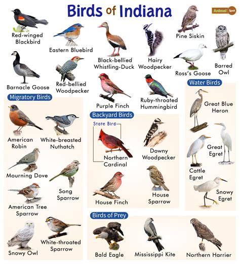 Names Of Wild Birds