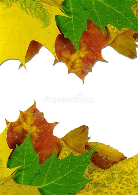 Autumn Colored Leaves Stock Photo Image Of Festive Autumn 11749446