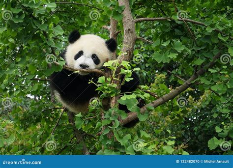 Young Panda Waiting In A Tree Stock Photo Image Of Cute Panda 122482070